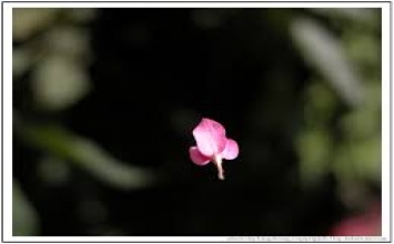 Người chồng tham ăn